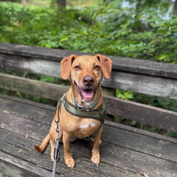 Vizsla and Labrador Retriever Dogs Available for Adoption in High Point, North Carolina - Bella | PetCurious