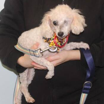 Kemari -  Poodle and Mixed Breed Dog for Adoption in Elk Grove Village, Illinois - Kemari | PetCurious