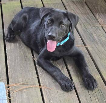 Rescue Labrador Retriever Dogs for Adoption in Lewisville, Indiana - Coal | PetCurious
