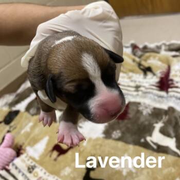 Rescue Beagle and Terrier Dogs for Adoption in Jacksboro, Tennessee - Lavender | PetCurious