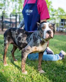 Mixed Breed Dogs Available for Adoption in Chamblee, Georgia - Samia | PetCurious