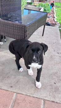 Pit Bull Terrier Dogs Available for Adoption - Hami | PetCurious