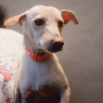 Gwen -  Dachshund Dog for Adoption in San Juan, San Juan - Gwen | PetCurious
