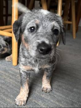 Hocevar -  Australian Cattle Dog Blue Heeler Dog for Adoption in Liverpool, Texas - Hocevar | PetCurious