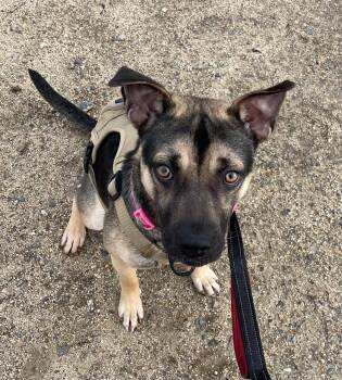 Rescue Shepherd and Pug Dogs for Adoption in Murrieta, California - DYLAN | PetCurious