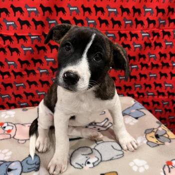 Carhartt -  Pit Bull Terrier and Mixed Breed Dog for Adoption in Washburn, Missouri - Carhartt | PetCurious