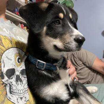 Mary -  Mixed Breed Dog for Adoption in Tacoma, Washington - Mary | PetCurious