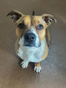 Day Day -  Boxer Dog for Adoption in Winfield, Kansas - Day Day | PetCurious