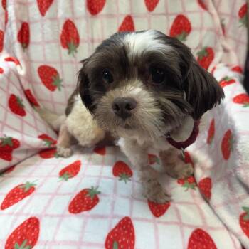 Tiny -  Shih Tzu and Miniature Poodle Dog for Adoption in Kittanning, Pennsylvania - Tiny | PetCurious