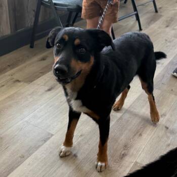 Little Man -  Rottweiler and Mixed Breed Dog for Adoption in Idaho Falls, Idaho - Little Man | PetCurious
