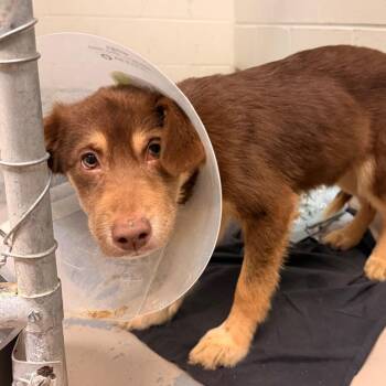 Chase -  Husky and Australian Shepherd Dog for Adoption in Indianapolis, Indiana - Chase | PetCurious