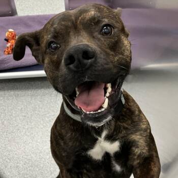 American Staffordshire Terrier Dogs Available for Adoption in Grand Rapids, Michigan - Kirby | PetCurious