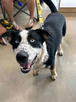 Blue -  Shepherd Dog for Adoption in Oswego, Illinois - Blue | PetCurious