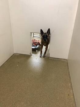 Sika -  Belgian Shepherd Malinois Dog for Adoption in Vancouver, Washington - Sika | PetCurious