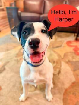Harper -  Pit Bull Terrier and Border Collie Dog for Adoption in Sherwood, Oregon - Harper | PetCurious