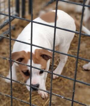 Boxer Dogs Available for Adoption - Oliver | PetCurious