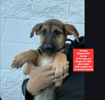 Wendigo -  Shepherd Dog for Adoption in Oviedo, Florida - Wendigo | PetCurious