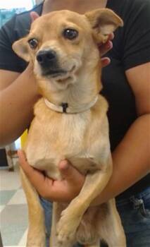 A480774 -  Chihuahua and Mixed Breed Dog for Adoption in Oklahoma City, Oklahoma - A480774 | PetCurious