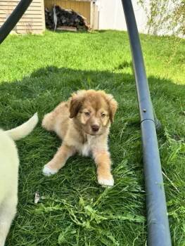 Mixed Breed Dogs Available for Adoption in Wyoming, Michigan - Zeke | PetCurious