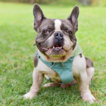 French Bulldog Dogs Available for Adoption in Kailua-kona, Hawaii - Cabbage | PetCurious