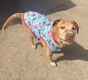 Coby -  Labrador Retriever and Australian Cattle Dog Blue Heeler Dog for Adoption in Mesquite, Texas - Coby | PetCurious