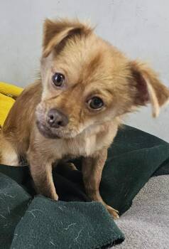 Chewie -  Chihuahua Dog for Adoption in Santa Rosa, California - Chewie | PetCurious