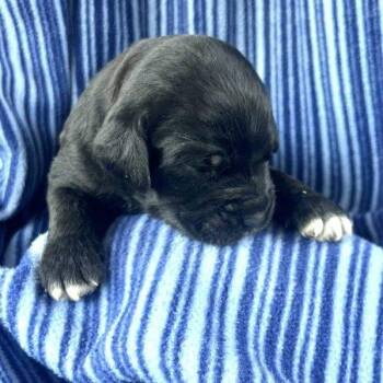 FREDERIK  PUP 8 -  Standard Poodle and Mixed Breed Dog for Adoption in Richmond, California - FREDERIK  PUP 8 | PetCurious