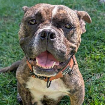 Delilah -  Pit Bull Terrier Dog for Adoption in Sacramento, California - Delilah | PetCurious