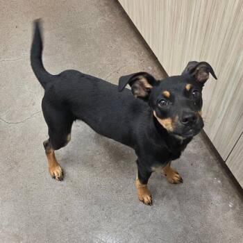 Little Miss -  Chihuahua Dog for Adoption in Chattanooga, Tennessee - Little Miss | PetCurious