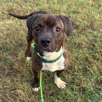 Shade -  Dachshund Dog for Adoption in Grand Rapids, Michigan - Shade | PetCurious
