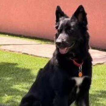 Willow -  German Shepherd Dog Dog for Adoption in Chino Valley, Arizona - Willow | PetCurious
