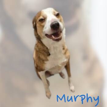 Rescue Australian Cattle Dog Blue Heeler Dogs for Adoption in Moberly, Missouri - MURPHY | PetCurious