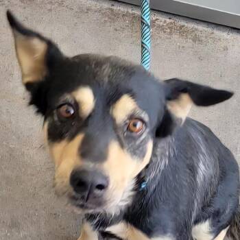 108661 -  Mixed Breed Dog for Adoption in Las Cruces, New Mexico - 108661 | PetCurious