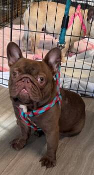 French Bulldog Dogs Available for Adoption in Margate, Florida - CHOCOLATE | PetCurious