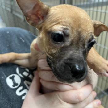 Mysaria -  Pit Bull Terrier Dog for Adoption in Pekin, Illinois - Mysaria | PetCurious