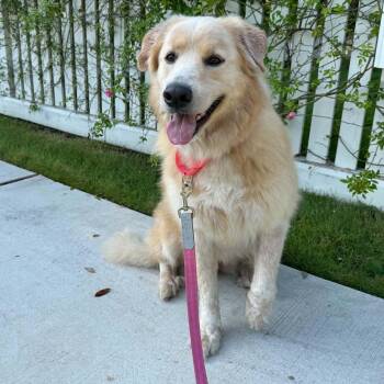 Golden Retriever and Great Pyrenees Dogs Available for Adoption in Houston, Texas - Dolly | PetCurious
