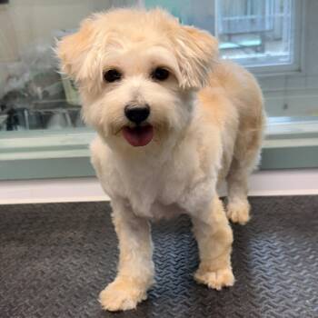 Maltese Dogs Available for Adoption in Oakland, California - Korva | PetCurious