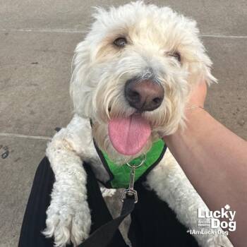 Wheaten Terrier and Poodle Dogs Available for Adoption in Washington, District Of Columbia - Rookie | PetCurious