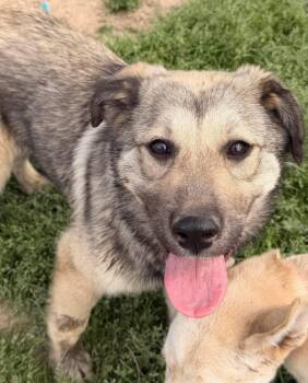 Great Pyrenees and Shepherd Dogs Available for Adoption in Calera, Alabama - Ladybug | PetCurious