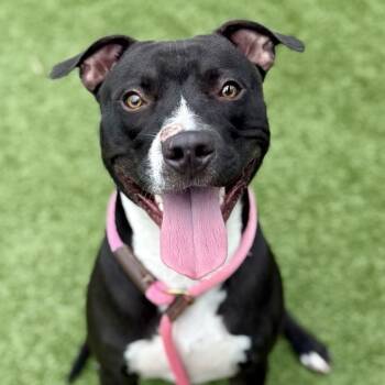 Rescue Terrier Dogs for Adoption in Chattanooga, Tennessee - Bouy Wonder | PetCurious