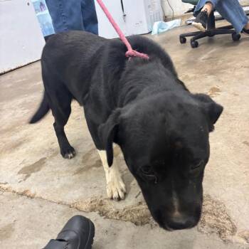 Ducky -  Mixed Breed Dog for Adoption in Corbin, Kentucky - Ducky | PetCurious
