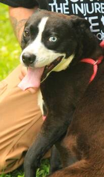 Lucas -  Siberian Husky and Australian Cattle Dog Blue Heeler Dog for Adoption - Lucas | PetCurious