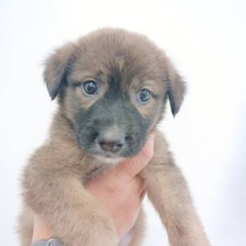 Rescue Husky and Mixed Breed Dogs for Adoption in Morton Grove, Illinois - Mocha | PetCurious