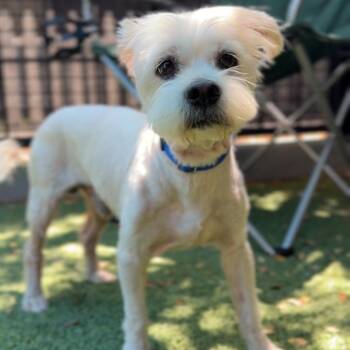 Phil A2282061 -  Cairn Terrier and Miniature Poodle Dog for Adoption in Middletown, New York - Phil A2282061 | PetCurious