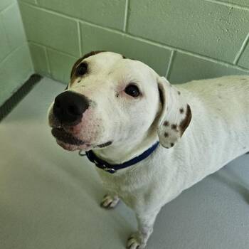 Halfred- Available Soon! -  Terrier Dog for Adoption in Conway, New Hampshire - Halfred- Available Soon! | PetCurious