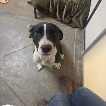 Sweetpea -  Mixed Breed Dog for Adoption in Fort Bragg, California - Sweetpea | PetCurious