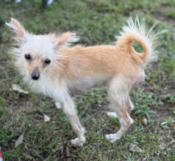 Rescue Chihuahua Dogs for Adoption in Memphis, Tennessee - Josie | PetCurious