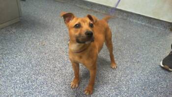 A1265784 -  Mixed Breed Dog for Adoption in Charlotte, North Carolina - A1265784 | PetCurious
