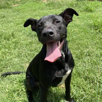 Demeter -  Pit Bull Terrier Dog for Adoption in Stillwater, Oklahoma - Demeter | PetCurious