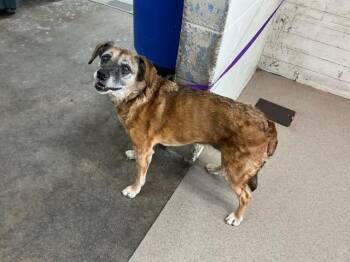 LUZ -  Beagle and Mixed Breed Dog for Adoption in San Bernardino, California - LUZ | PetCurious